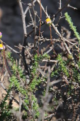 Felicia muricata muricata