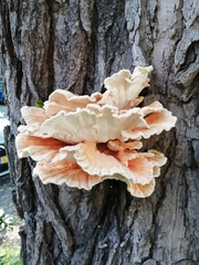 Laetiporus sulphureus