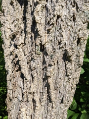Ulmus americana