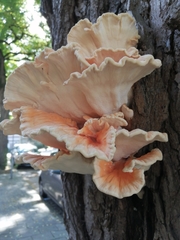 Laetiporus sulphureus