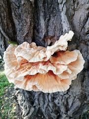 Laetiporus sulphureus