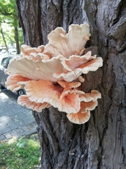 Laetiporus sulphureus