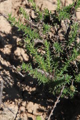 Felicia muricata muricata