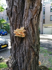 Laetiporus sulphureus