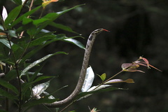 Thelotornis capensis capensis