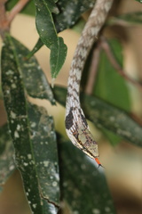 Thelotornis capensis capensis