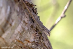 Sceloporus olivaceus