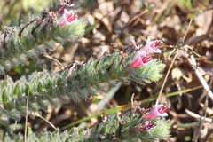 Echium asperrimum