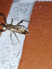 Rocconota annulicornis