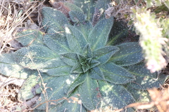 Echium asperrimum
