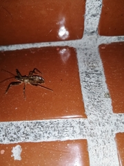 Rocconota annulicornis