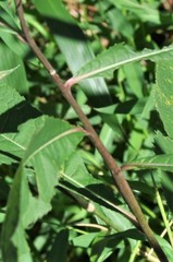 Vernonia flaccidifolia