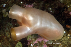 Halocynthia aurantium