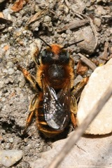 Osmia aurulenta