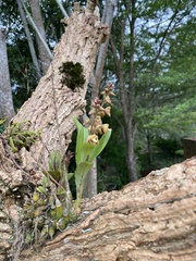Polystachya sandersonii