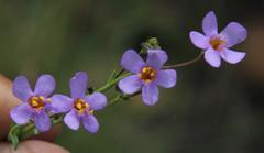 Chaenostoma halimifolium