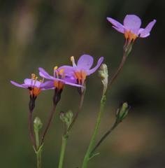 Chaenostoma halimifolium