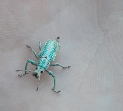 Compsus viridivittatus