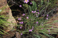 Chaenostoma halimifolium