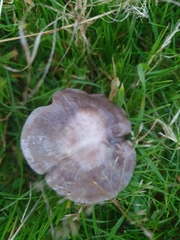 Cuphophyllus flavipes