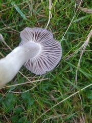 Cuphophyllus flavipes