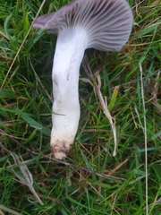 Cuphophyllus flavipes