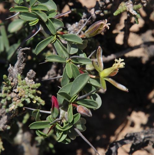 Monsonia camdeboensis