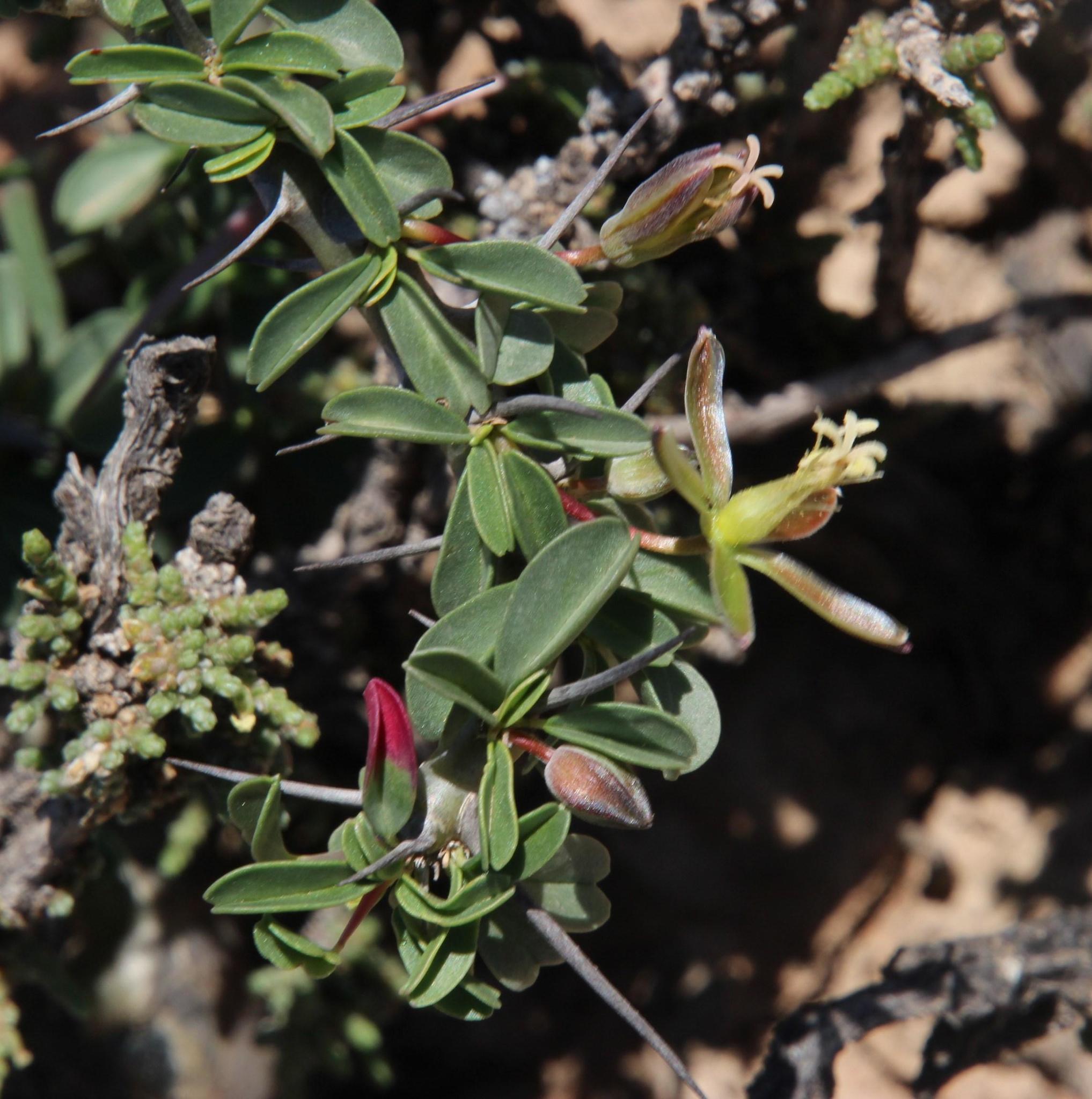 Monsonia camdeboensis