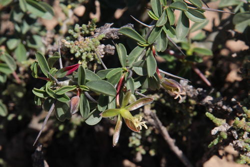 Monsonia camdeboensis