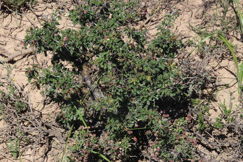 Monsonia camdeboensis