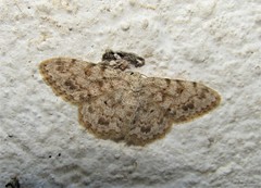 Scopula luridata