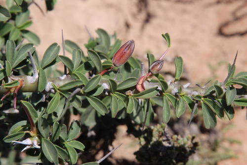 Monsonia camdeboensis