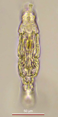 Pleuretra hystrix