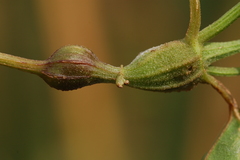 Neolasioptera perfoliata