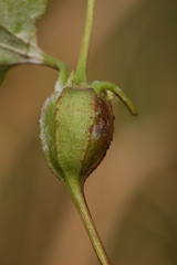 Neolasioptera perfoliata