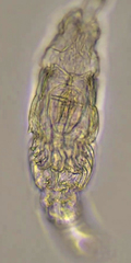 Pleuretra hystrix