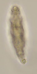 Pleuretra hystrix