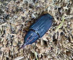 Rhynchophorus phoenicis
