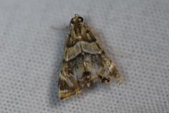 Neargyractis slossonalis