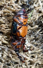 Rhynchophorus phoenicis