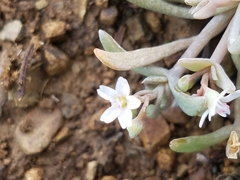 Claytonia exigua