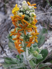 Manulea tomentosa