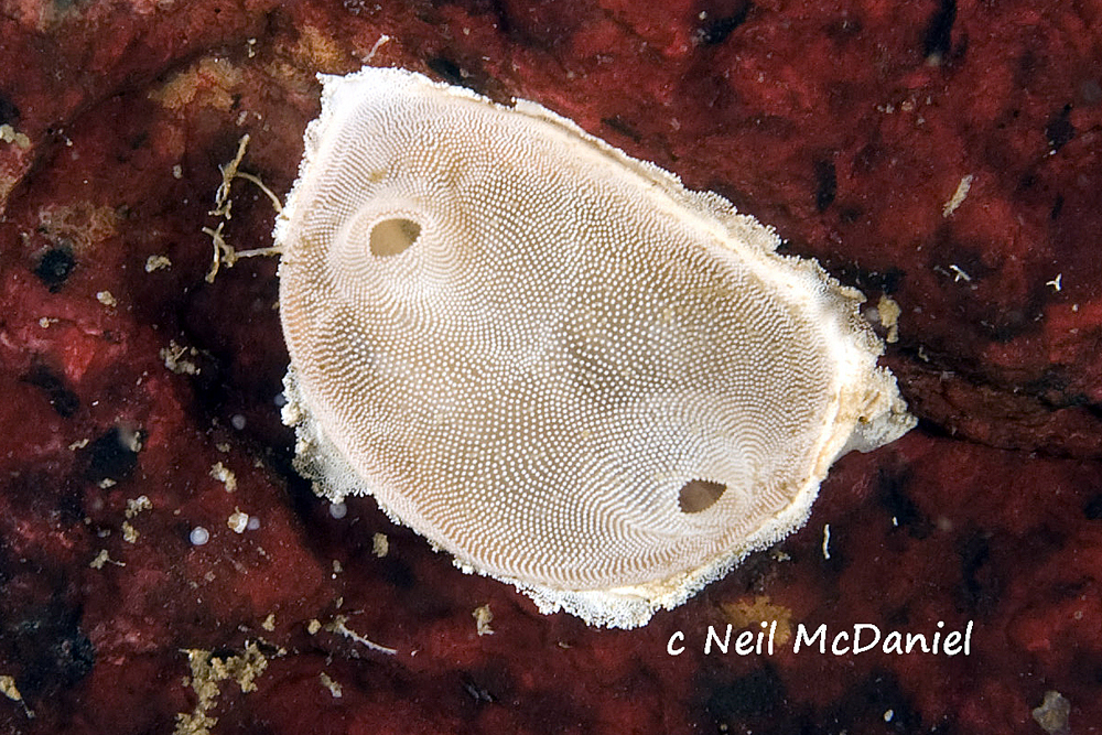 Bathypera feminalba