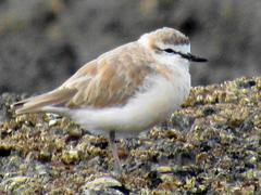 Charadrius marginatus arenaceus