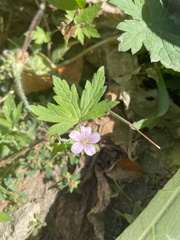 Geranium sibiricum