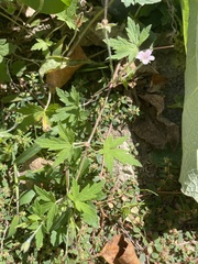Geranium sibiricum