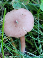 Calocybe carnea