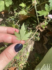 Geranium sibiricum