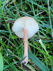Calocybe carnea