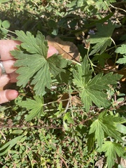 Geranium sibiricum
